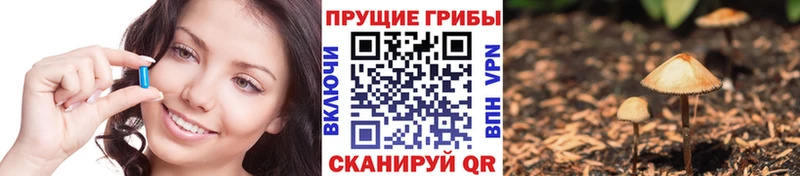 Псилоцибиновые грибы Psilocybe Гаврилов-Ям